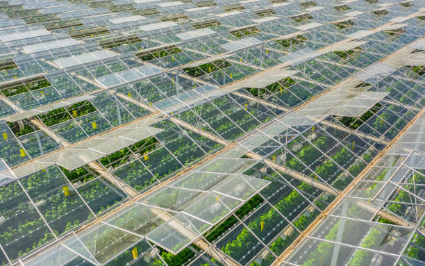 Greenhouses with vegetables Aerial view of greenhouse area with vegetables greenhouse stock pictures, royalty-free photos & images