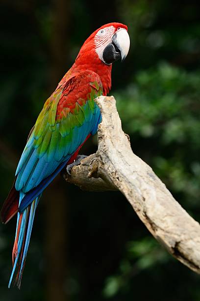 Top 60 Face Of Red And Green Macaw Parrot Bird Green ...