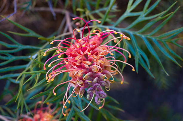 Grevillea flower. Exotic plant in bloom stock photo