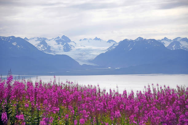 Grewingk Glacier and Fireweed Grewingk Glacier with fireweed in the foreground - Homer, Alaska kenai peninsula stock pictures, royalty-free photos & images