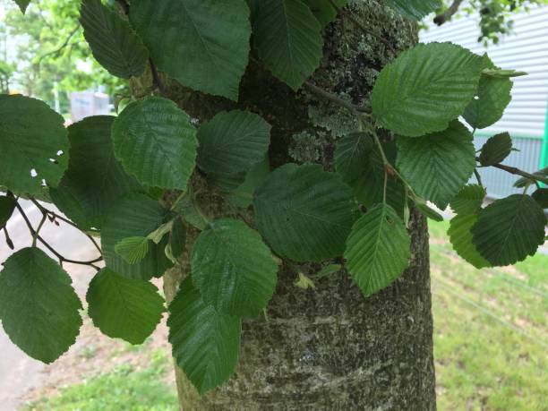 Grey alder (Alnus incana) - leaves stock photo