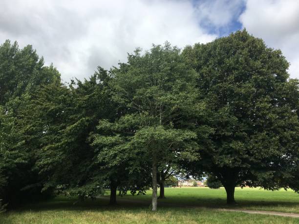 Grey alder (Alnus incana) - tree stock photo