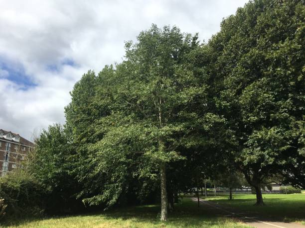 Grey alder (Alnus incana) - tree stock photo