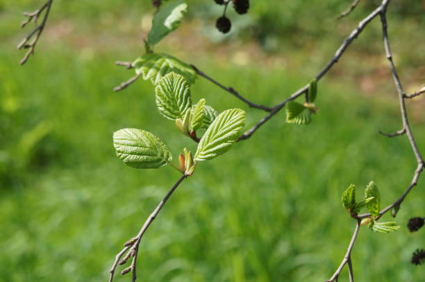 Grey alder (Alnus incana) - twigs & young leaves stock photo