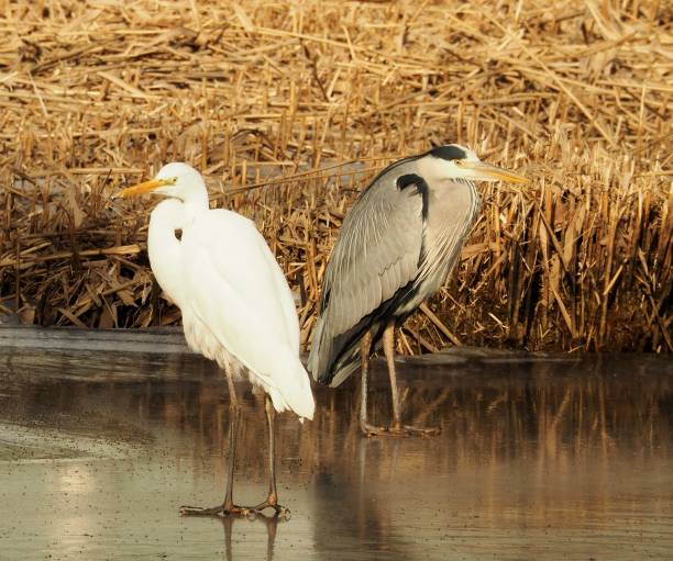 Grey and White Heron Photography of grey heron and great egret heron family stock pictures, royalty-free photos & images