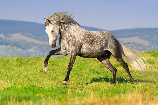 grey-andalusian-horse-picture-id841519146?k=6&m=841519146&s=170667a&w=0&h=eq8WbzhzLwFpyQf2PQoIyIg_vwwGoicAJPLUMbyatBg=