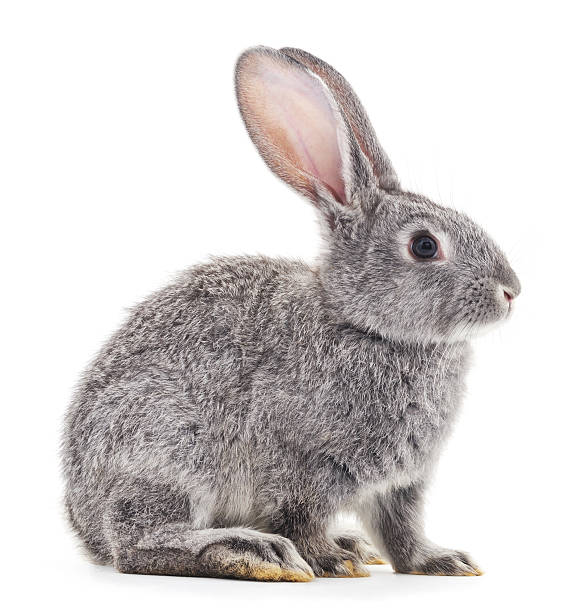 Royalty Free Rabbit Pictures, Images and Stock Photos - iStock