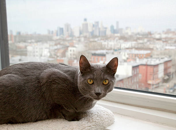 cinza gato deitado de peitoril de janela admirar a vista - window, inside apartment, new york imagens e fotografias de stock