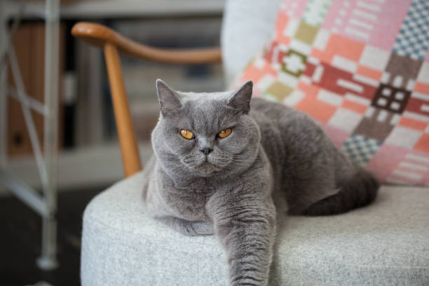Grey cat sitting on a chair. stock photo