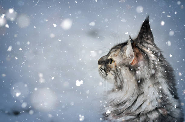 grå katt med lång päls titta på snöflingor faller utanför i vinter scen. - cat snow bildbanksfoton och bilder