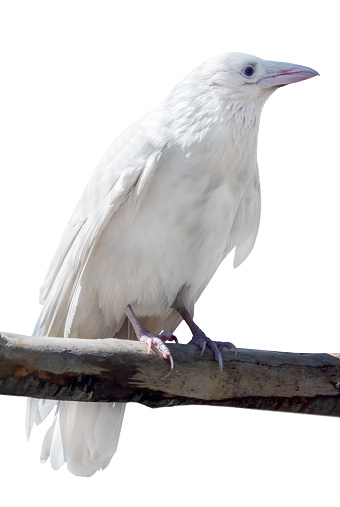 grey crow albino isolated on white background