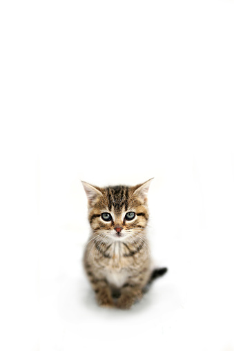 Grey Domestic Shorthair Tabby Cat Kitten Sitting In The Snow