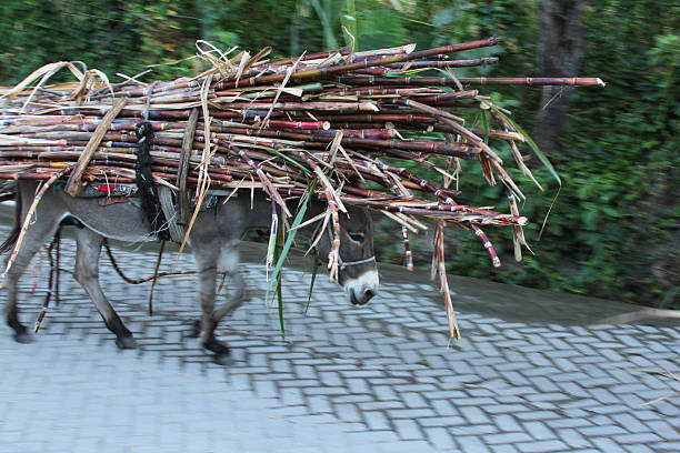 Grey Donkey Loaded with Sugar Cane Walks in Peru stock photo