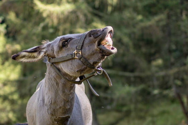A grey donkey showing his teeth and braying A grey, lovely donkey standing in the meadow with trees in the background is looking at you and showing his teeth and braying. donkey teeth stock pictures, royalty-free photos & images