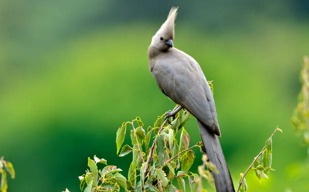 Grey go-away-bird stock photo