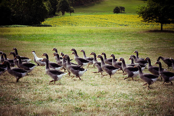Grey Gooses, Dordogne, France "Healthy grey gooses in south-western France raised open air, beautiful landscapes of Dordogne" foie gras photos stock pictures, royalty-free photos & images