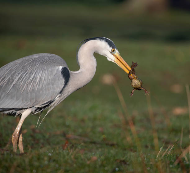 Grey heron catching a frog Grey heron with a frog for breakfast heron family stock pictures, royalty-free photos & images