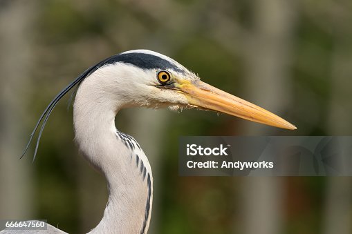 istock Grey heron (Ardea cinerea) close shot 666647560