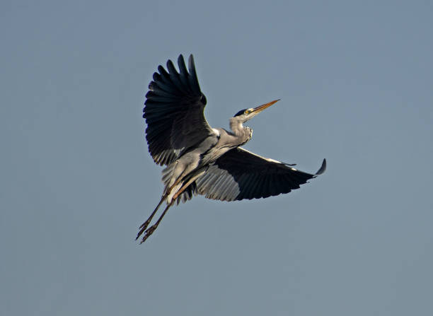 Grey heron in flight against blue sky background stock photo