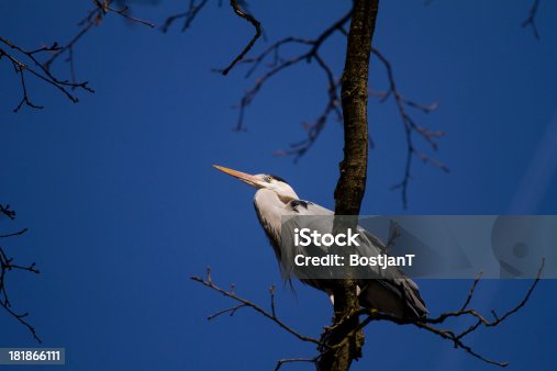 istock Grey heron 181866111