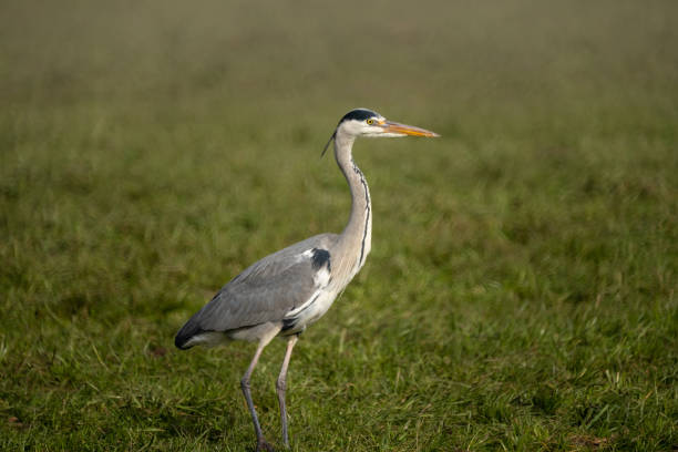 Grey Heron standing motionlessly while hunting for voles on a meadow near the shores of the upper Zurich Lake (Obersee), St, Gallen, Switzerland stock photo