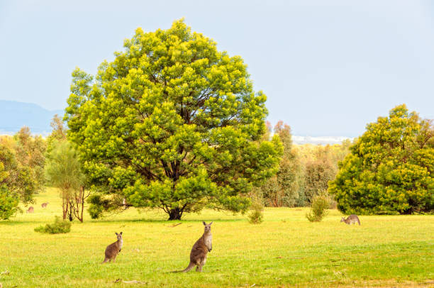 Grey kangaroos - Grampians stock photo