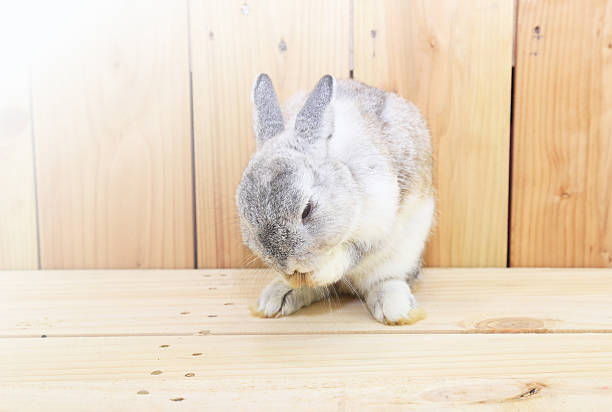 grey netherland dwarf rabbit on wood board - netherland dwarf rabbit bildbanksfoton och bilder
