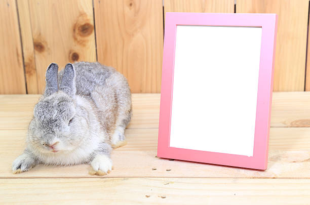 grey netherland dwarf rabbit with pink blank frame - netherland dwarf rabbit bildbanksfoton och bilder