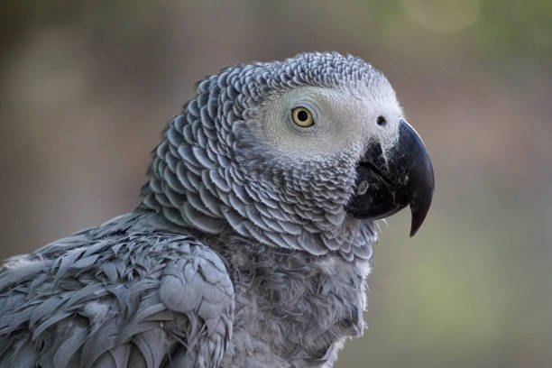 Grey Parrot stock photo