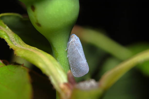 Grey Planthopper (Anzora unicolor) stock photo