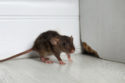 Grey rat near wooden wall on floor. Pest control