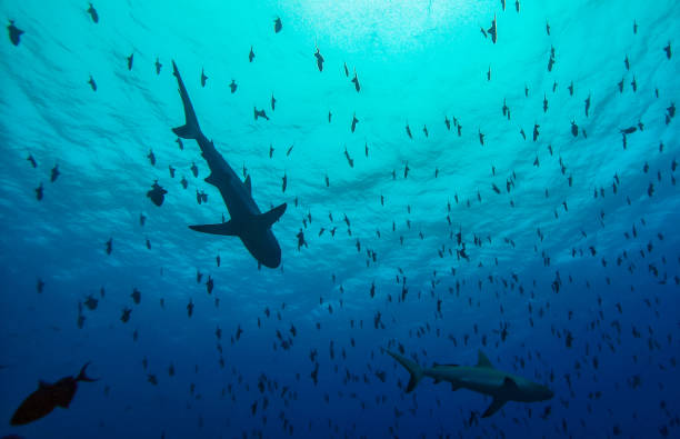 Grey reef sharks, Blue Corner - Palau Grey reef sharks, Blue Corner - Palau babeldaob island stock pictures, royalty-free photos & images
