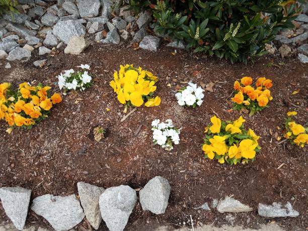 grey rocks and yellow and white flowers in mulch stock photo