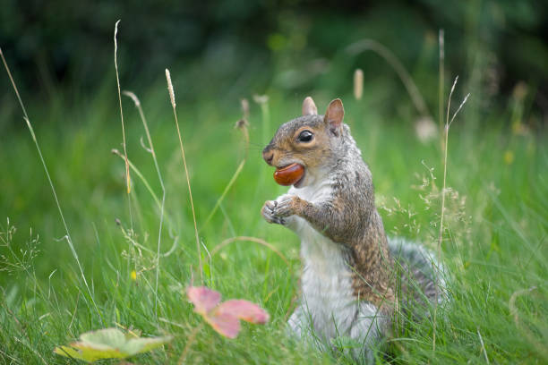 Grey squirrel bites a conker A conker is held firmly in the jaws of a grey squirrel that is stood amongst grass horse chestnut seed stock pictures, royalty-free photos & images