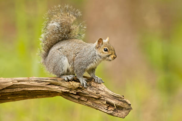 Grey Squirrel on log stock photo