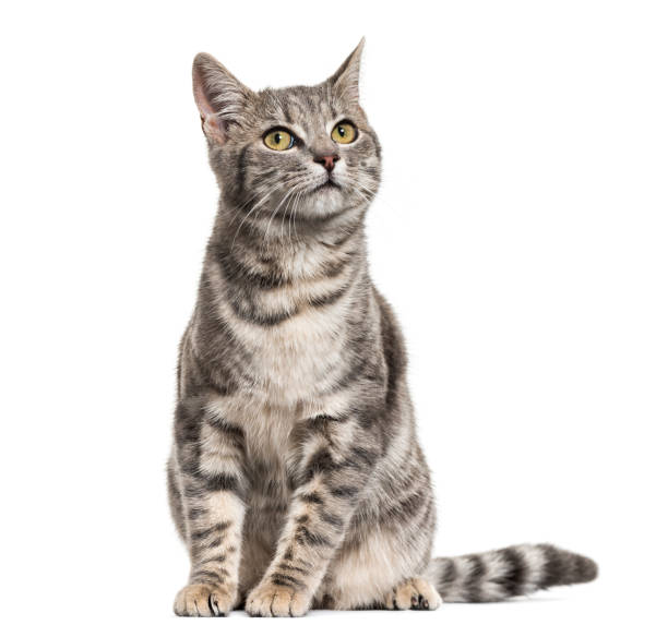 chat de race mixte rayé gris s’asseyant, isolé sur le blanc - chat photos et images de collection