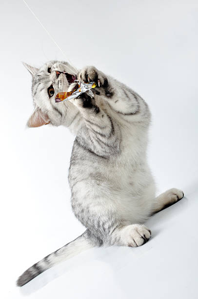 grey white Scottish kitten playing with a toy stock photo