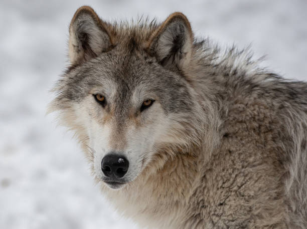 lobo cinzento no inverno - wolf portrait - fotografias e filmes do acervo