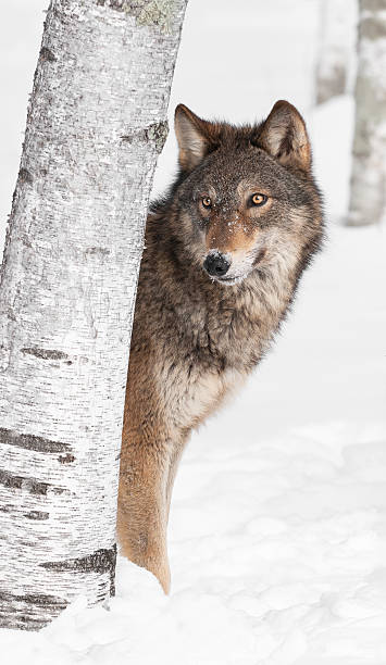 Grey Wolf (Canis lupus) Peeks from Behind Birch Tree stock photo