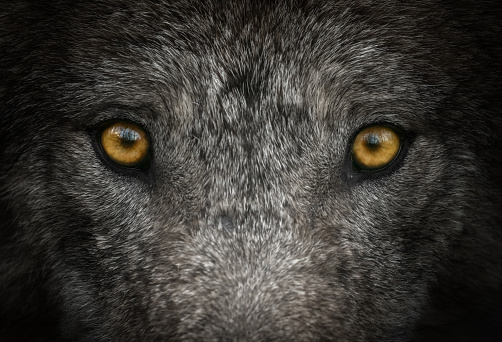 Close up of  staring wolf eyes