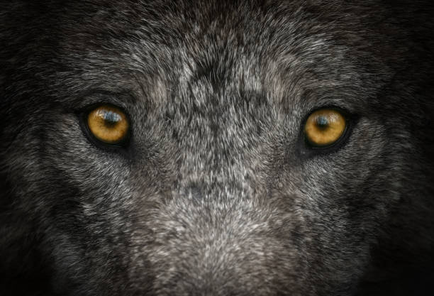 Grey wolf stock photo