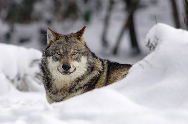 Grey wolf stock photo
