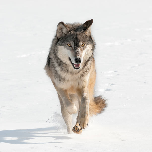 Grey Wolf (Canis lupus) running at viewer stock photo
