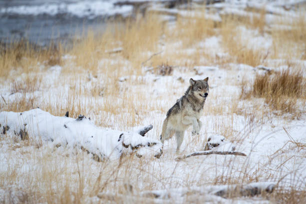Grey Wolf Running Away Grey Wolf Running Away After the Hunt scavenging stock pictures, royalty-free photos & images