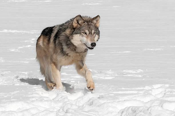 Grey Wolf (Canis lupus) Runs along in Snow stock photo