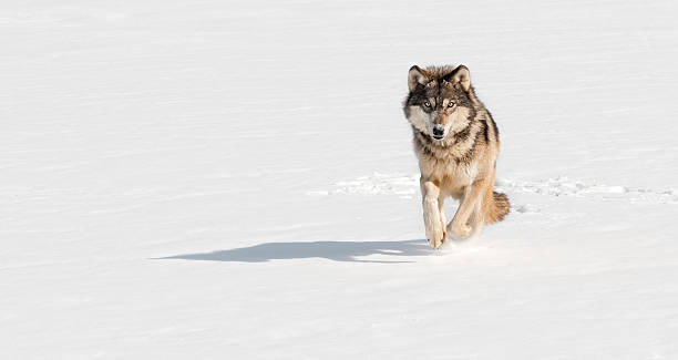 Grey Wolf (Canis lupus) Runs at Viewer on Snowy Riverbed stock photo