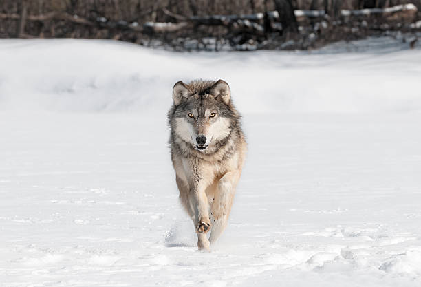 Grey Wolf (Canis lupus) Runs Directly at Viewer stock photo