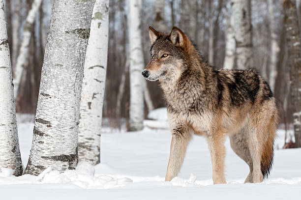Grey Wolf (Canis lupus) Stands Towards Left stock photo