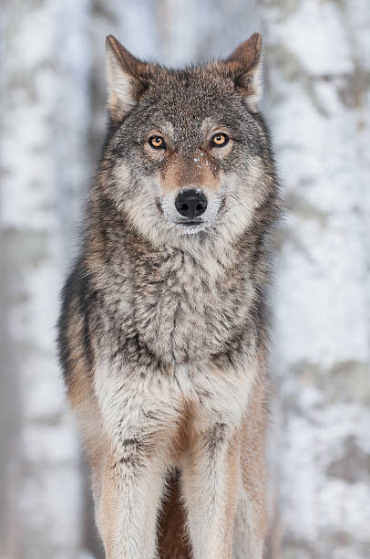 Grey Wolf (Canis lupus) Straight On stock photo
