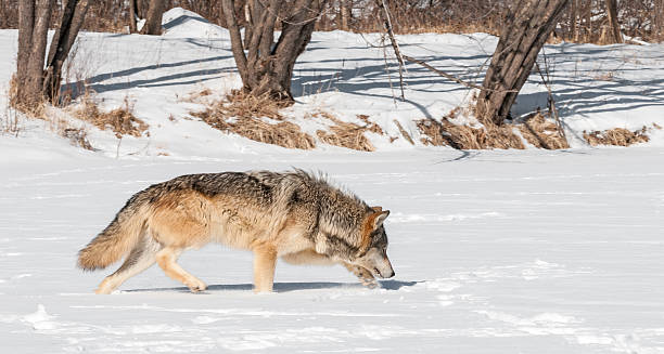 Grey Wolf (Canis lupus) Trots Along Snowy Riverbed stock photo